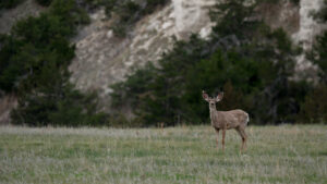 Abundant wildlife helps determine how to value a ranch