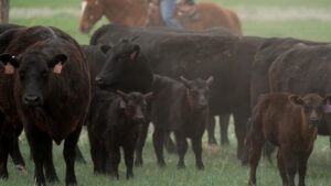 carrying capacity impacts how you value a ranch